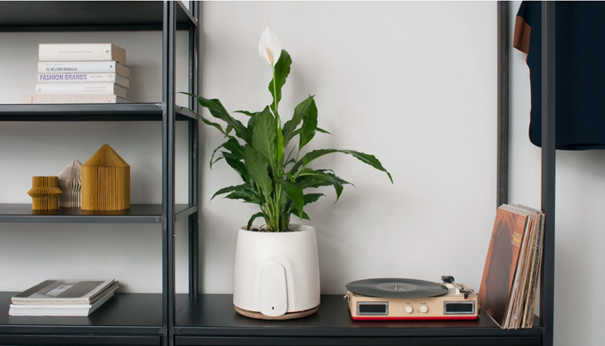 Plante avec purificateur d'air