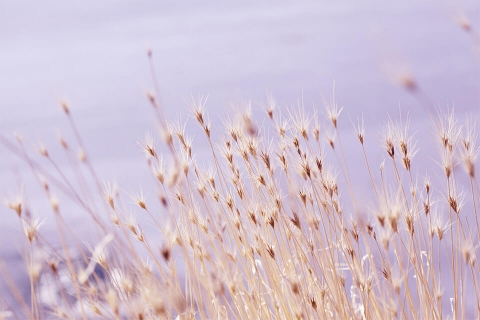 Les mauvaises herbes sont-elles vraiment mauvaises ?