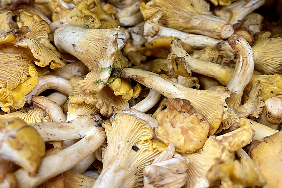 Les champignons