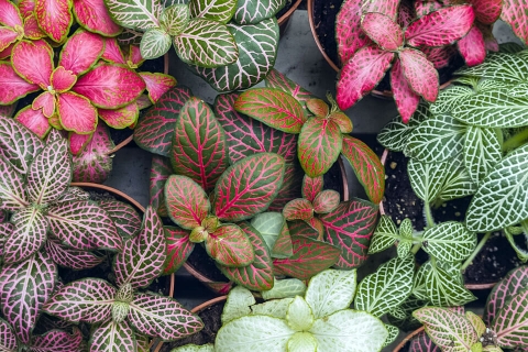 Des plantes colorées pour une ambiance personnalisée